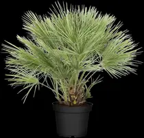 Chamaerops humilis (Dwergwaaierpalm) - afbeelding 9