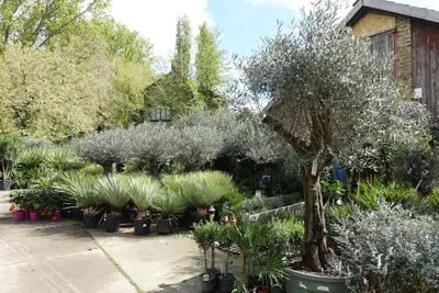 Chamaerops humilis (Europese Dwergpalm) - afbeelding 2