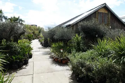 Chamaerops humilis (Europese Dwergpalm) - afbeelding 4