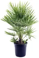 Chamaerops humilis (Europese Dwergpalm) - afbeelding 1
