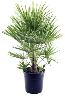 Chamaerops humilis (Europese Dwergpalm) - afbeelding 1