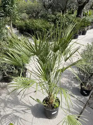 Chamaerops humilis (Europese Dwergpalm) - afbeelding 2