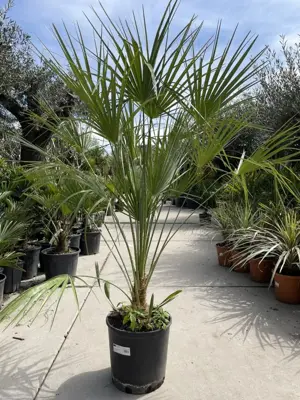 Chamaerops humilis (Europese Dwergpalm) - afbeelding 3