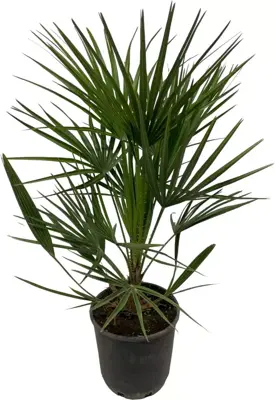 Chamaerops humilis (Europese Dwergpalm) 80cm - afbeelding 2