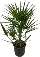 Chamaerops humilis (Europese Dwergpalm) 80cm - afbeelding 2