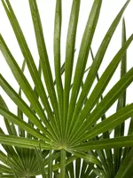 Chamaerops humilis (Europese Dwergpalm) 80cm - afbeelding 3