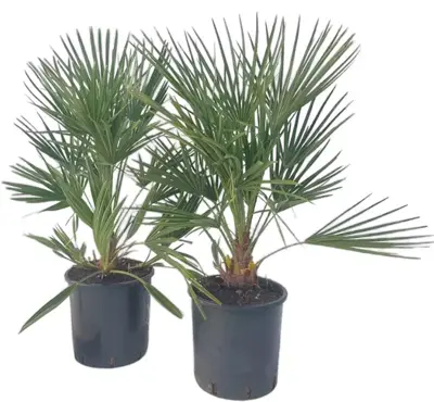 Chamaerops humilis (Europese Dwergpalm) 80cm - afbeelding 1