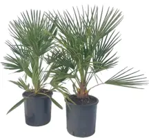 Chamaerops humilis (Europese Dwergpalm) 80cm - afbeelding 1