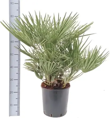 Chamaerops humilis (Europese Dwergpalm) 85cm - afbeelding 4