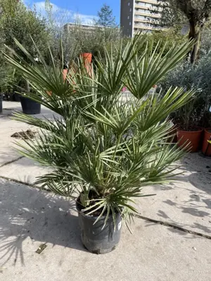 Chamaerops humilis (Europese Dwergpalm) 85cm - afbeelding 1