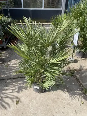 Chamaerops humilis (Europese Dwergpalm) 85cm - afbeelding 2