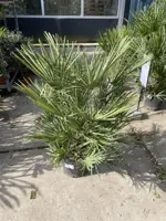 Chamaerops humilis (Europese Dwergpalm) 85cm - afbeelding 2