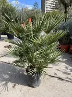 Chamaerops humilis (Europese Dwergpalm) 85cm kopen?