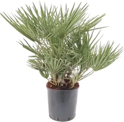 Chamaerops humilis (Europese Dwergpalm) 85cm - afbeelding 3