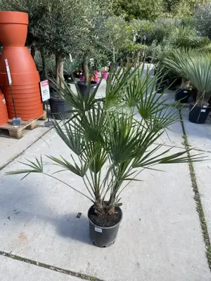 Chamaerops humilis (Europese Dwergpalm) p24 - afbeelding 1
