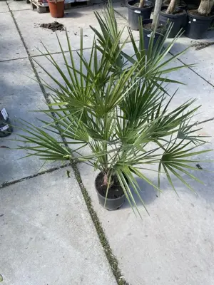 Chamaerops humilis (Europese Dwergpalm) p24 - afbeelding 2