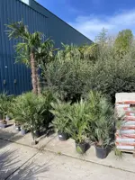 Chamaerops humilis (Europese Dwergpalm) p24 - afbeelding 3