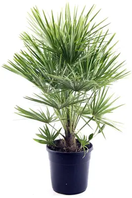 Chamaerops humilis (Europese Dwergpalm) p27 h150cm - afbeelding 1