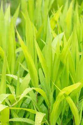 Chasmanthium latifolium (Plat-aargras) - afbeelding 1