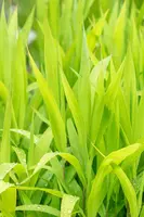 Chasmanthium latifolium (Plat-aargras) - afbeelding 1