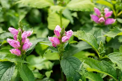 Chelone Obliqua (Schildpadbloem) - afbeelding 3