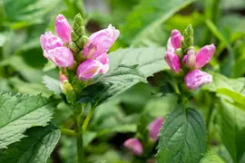 Chelone Obliqua (Schildpadbloem) - afbeelding 5