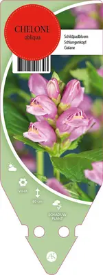 Chelone Obliqua (Schildpadbloem) - afbeelding 1