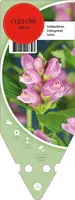 Chelone Obliqua (Schildpadbloem) - afbeelding 1