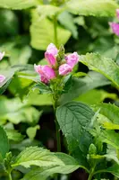 Chelone Obliqua (Schildpadbloem) - afbeelding 4