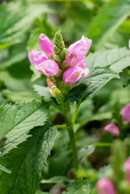 Chelone Obliqua (Schildpadbloem) - afbeelding 6