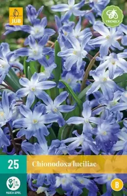 Chionodoxa luciliae 25 stuks - afbeelding 2