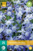 Chionodoxa luciliae 25 stuks - afbeelding 2