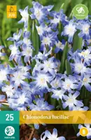 Chionodoxa luciliae 25 stuks - afbeelding 1