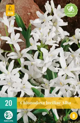 Chionodoxa luciliae alba 20 stuks - afbeelding 1