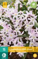Chionodoxa Pink Giant 15 stuks