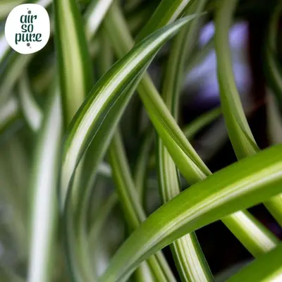 Chlorophytum comosum 'Atlantic' (Graslelie) 25cm - afbeelding 2