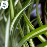 Chlorophytum comosum 'Atlantic' (Graslelie) 25cm - afbeelding 2