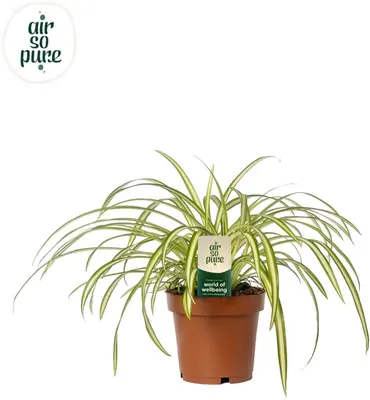 Chlorophytum comosum 'Atlantic' (Graslelie) 25cm - afbeelding 1