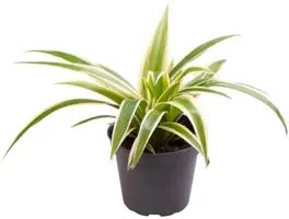 Chlorophytum comosum 'Irish' (Graslelie) 12cm - afbeelding 1