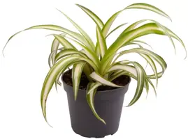 Chlorophytum (Graslelie) 12cm kopen?