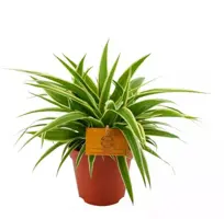 Chlorophytum ocean (Graslelie) 20cm - afbeelding 1