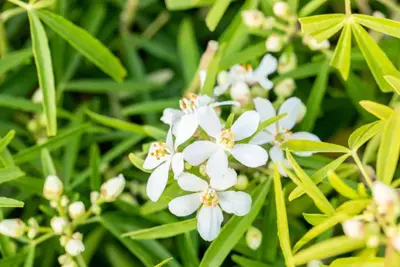 Choisya ternata 'Aztec Pearl' (Mexicaanse oranjebloesem) 60cm - afbeelding 3
