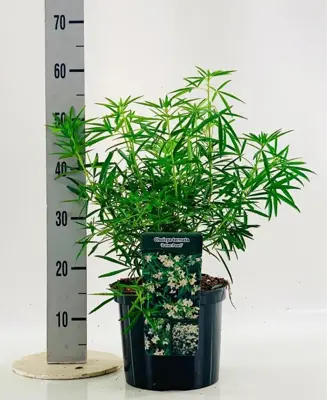 Choisya ternata 'Aztec Pearl' (Mexicaanse oranjebloesem) 60cm - afbeelding 2