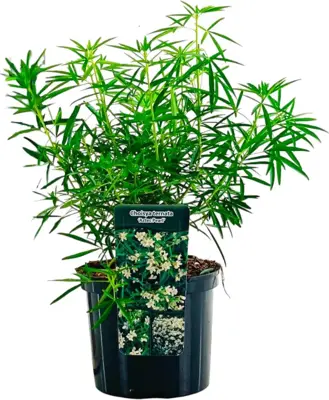 Choisya ternata 'Aztec Pearl' (Mexicaanse oranjebloesem) 60cm - afbeelding 1