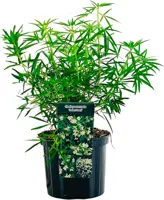 Choisya ternata 'Aztec Pearl' (Mexicaanse oranjebloesem) 60cm - afbeelding 1