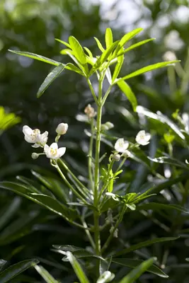 Choisya ternata 'Brica' (Glansmispel 'Brica') - afbeelding 1