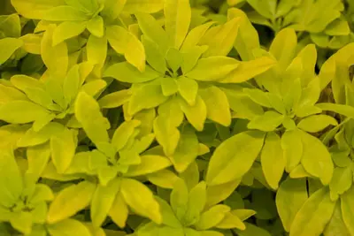Choisya ternata 'Brica' (Glansmispel 'Brica') - afbeelding 2