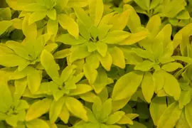 Choisya ternata 'Brica' (Glansmispel 'Brica') - afbeelding 2