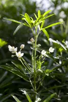 Choisya ternata (Choisya) - afbeelding 1