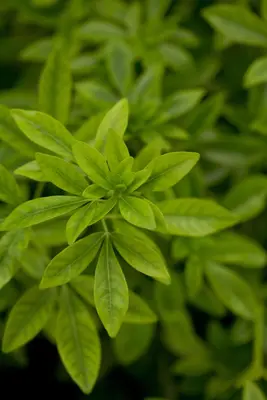 Choisya ternata (Choisya) - afbeelding 3